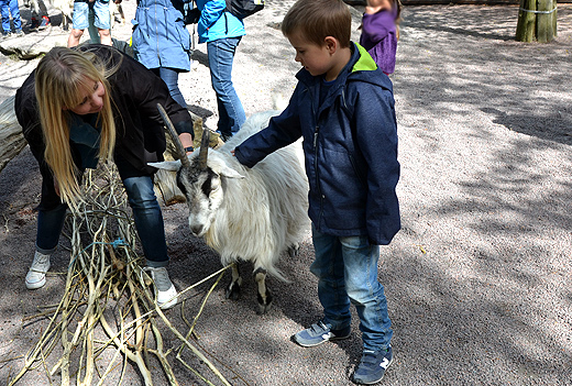 Sista chansen nu i helgen att klappa getterna innan Barnens zoo stnger fr ssongen! Foto: Cinna Axelsson