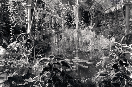 Trdgrdsfreningens palmhus 1917. Foto: Anna Backlund 